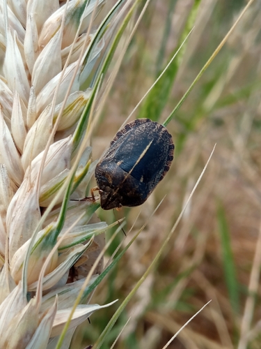 southern broad-bellied bug