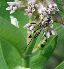 Spilopteron formosum