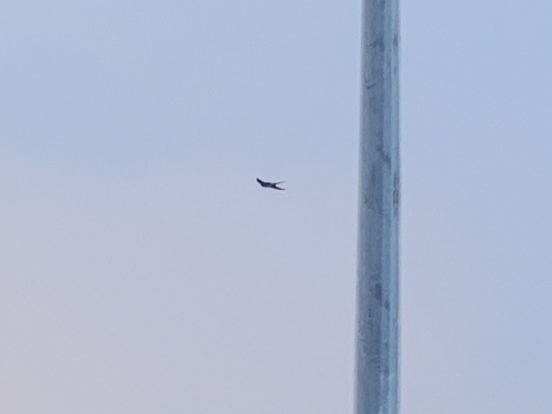 Barn Swallow