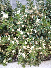 Myrtus communis