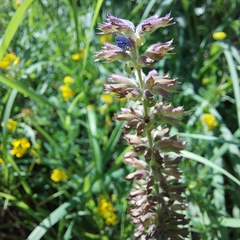 Dracocephalum thymiflorum