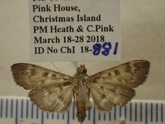 Rhimphaliodes