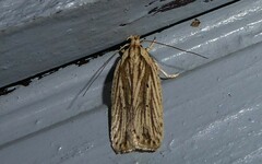 Agonopterix umbellana