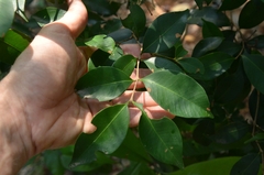 Syzygium levinei