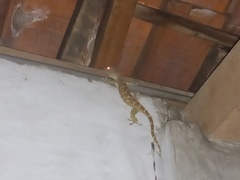 Gekko gecko