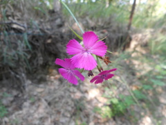 Dianthus balbisii