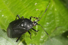 Deraeocoris trifasciatus