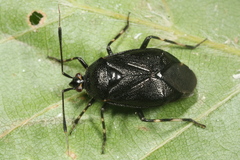 Deraeocoris trifasciatus