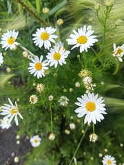 Tripleurospermum inodorum