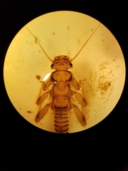 Acroneuria carolinensis