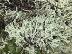 Cladonia boryi