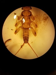 Acroneuria carolinensis