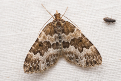 Electrophaes corylata