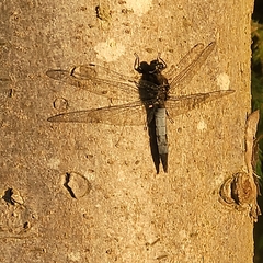 Orthetrum cancellatum