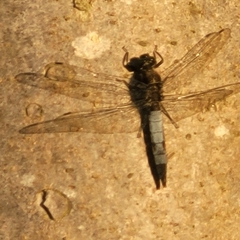 Orthetrum cancellatum