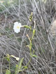 Nicotiana simulans