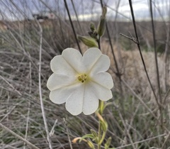 Nicotiana simulans