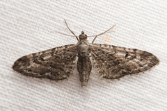 Eupithecia nanata