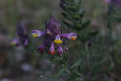 Melampyrum arvense