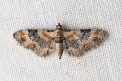 Eupithecia linariata
