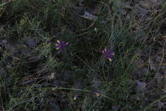 Melampyrum arvense