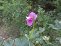 Lathyrus