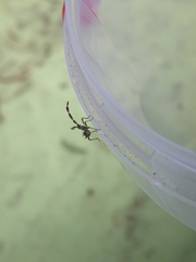 Coreus marginatus