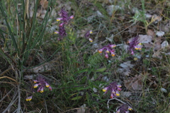 Melampyrum arvense