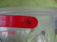 Coreus marginatus
