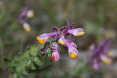 Melampyrum arvense