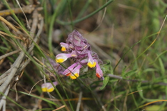 Melampyrum arvense