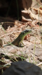 Lacerta trilineata