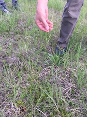 Helictochloa hookeri