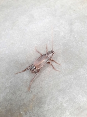 Blatta orientalis