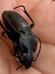 Carabus rothii