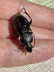 Carabus rothii