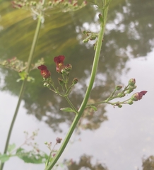 Scrophularia auriculata