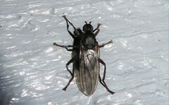 Coelopa
