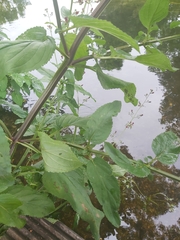 Scrophularia auriculata