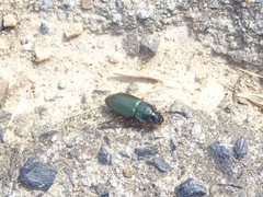 Harpalus rubripes
