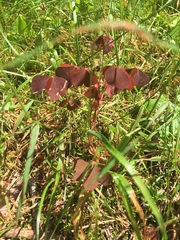 Oxalis stricta rufa