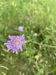 Knautia arvensis
