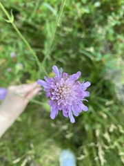 Knautia arvensis
