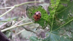 Henosepilachna vigintioctopunctata