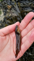 Gaidropsaridae