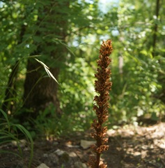Orobanche grenieri