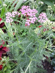 Achillea millefolium