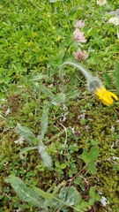 Hieracium villosum