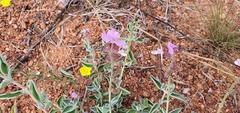 Syncolostemon elliottii