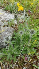 Hieracium villosum
